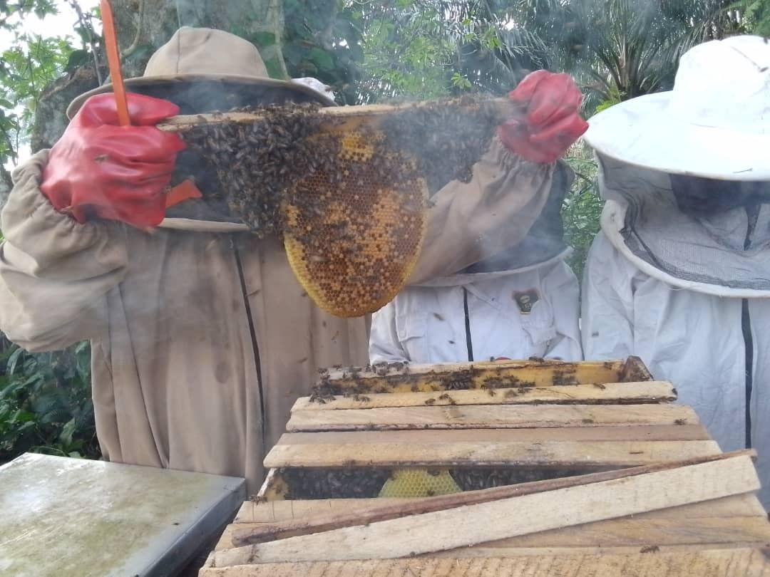 Bee keeping 