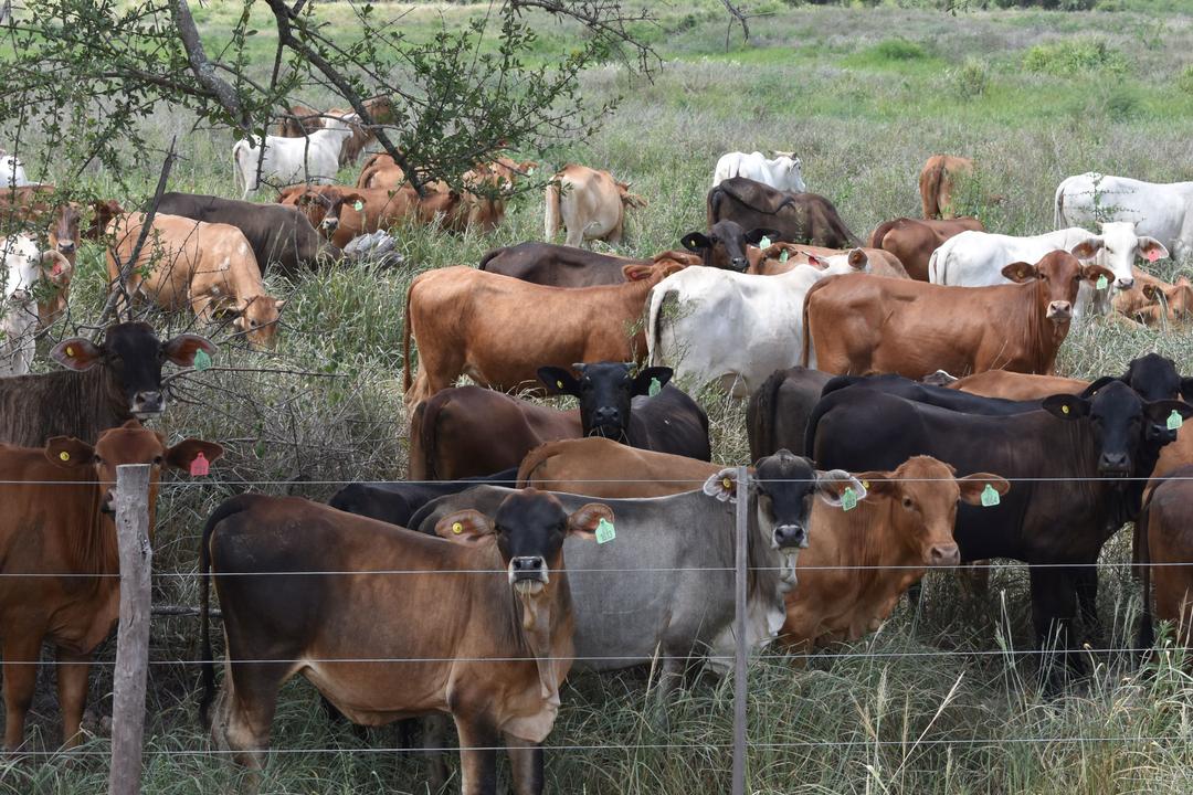 Livestock