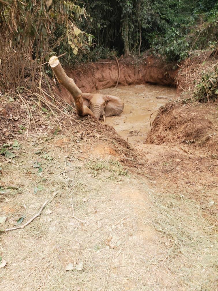 Elephant Rescue in Okomu Forest - August 2022