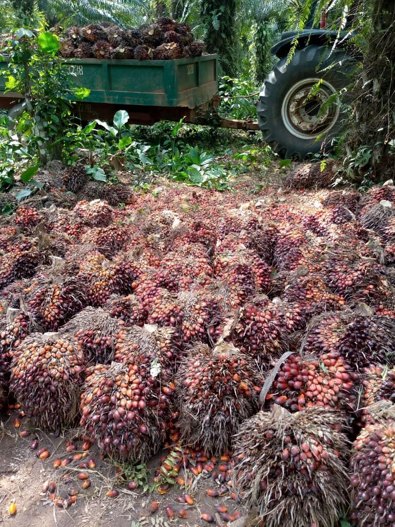 Oil palm smallholder farmer