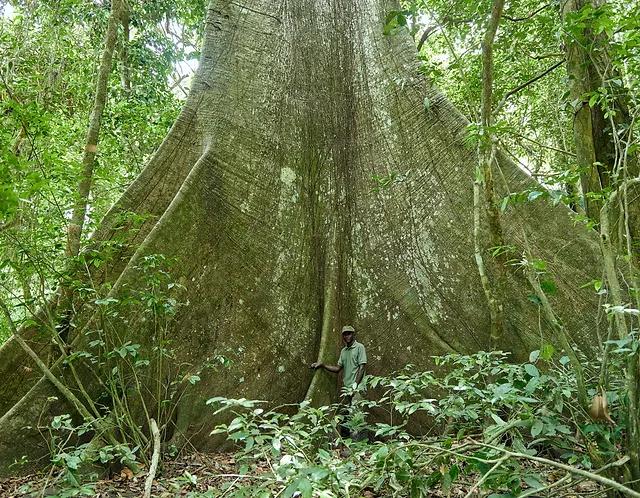 Okomu Forest 								