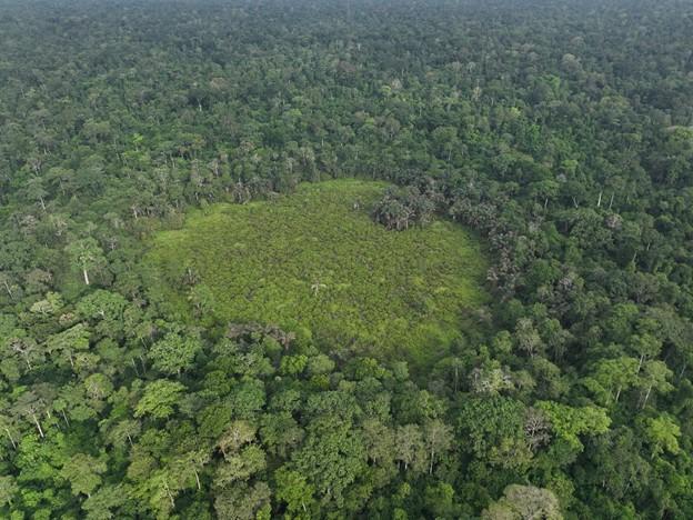Okomu Forest