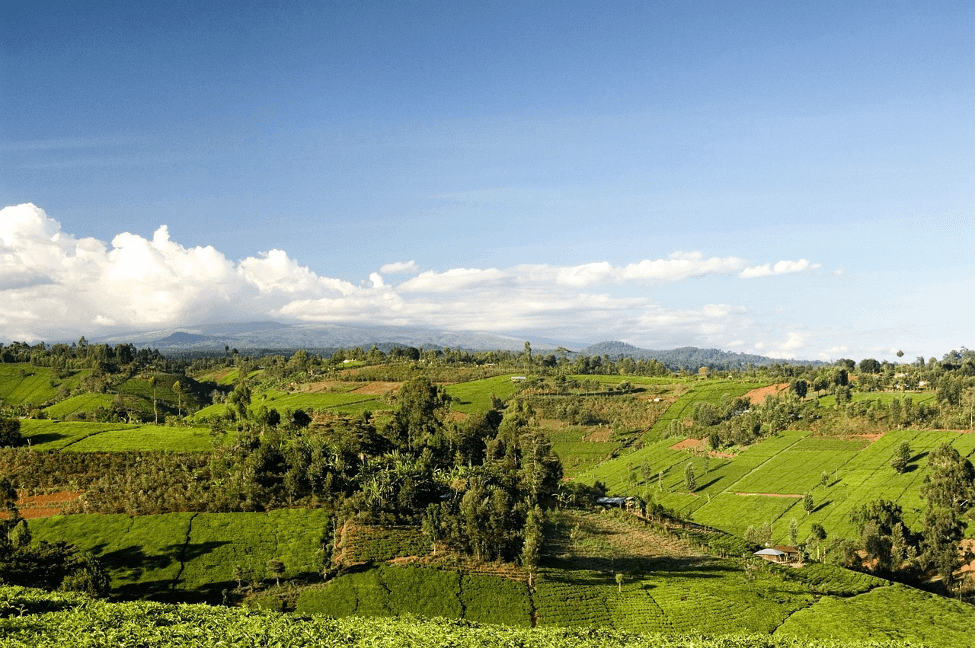 South West Mau Forest Landscape								