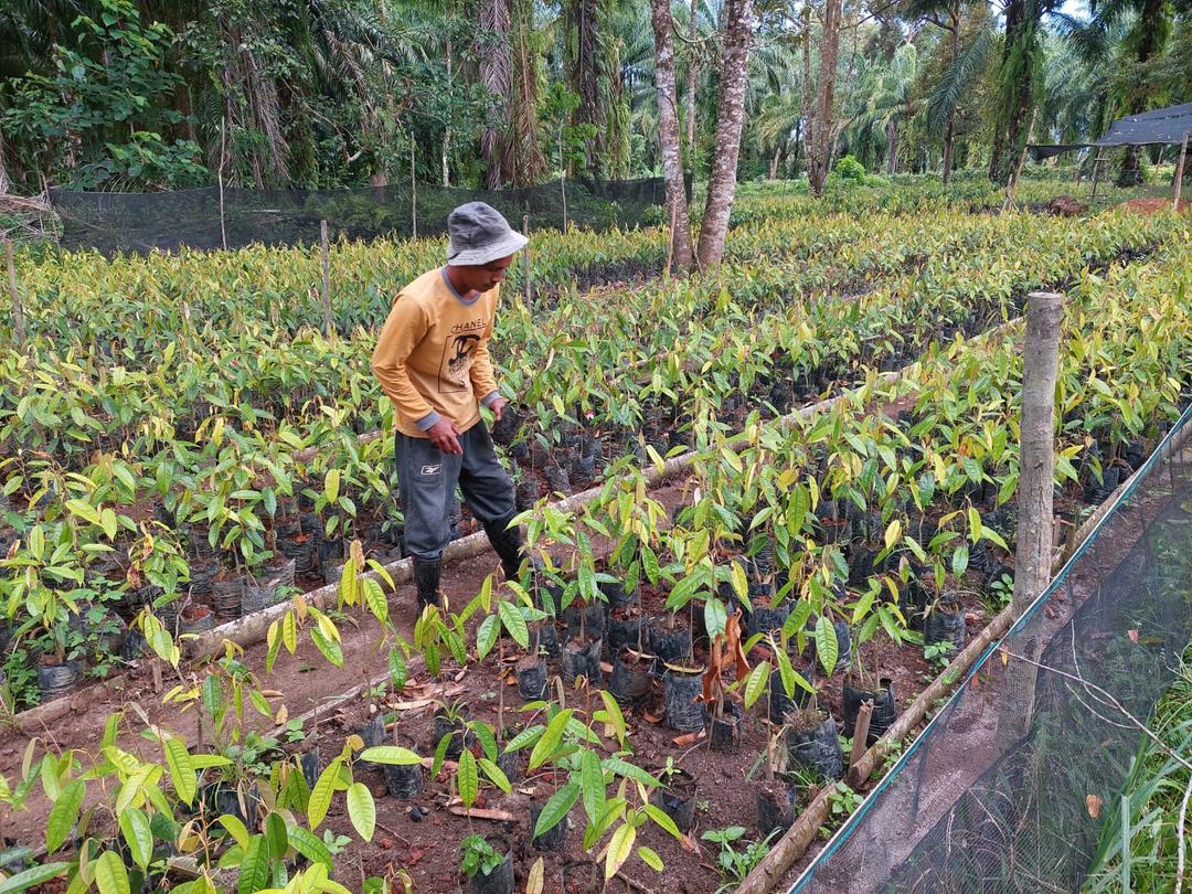 Aceh Landscape