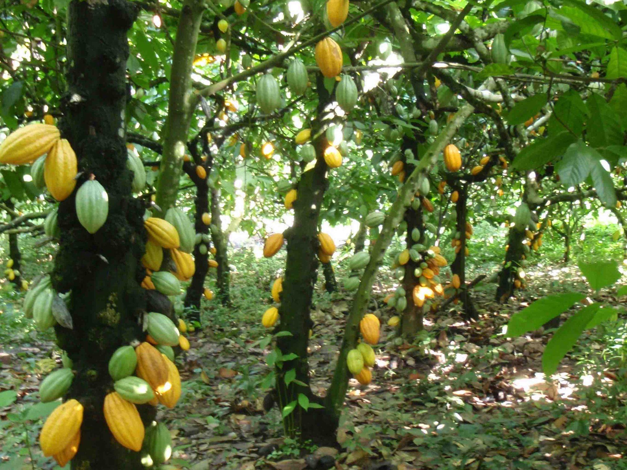 Study shows economic and environmental viability of cocoa in the Juruena Valley region