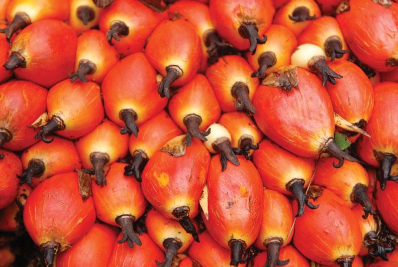 Palm oil