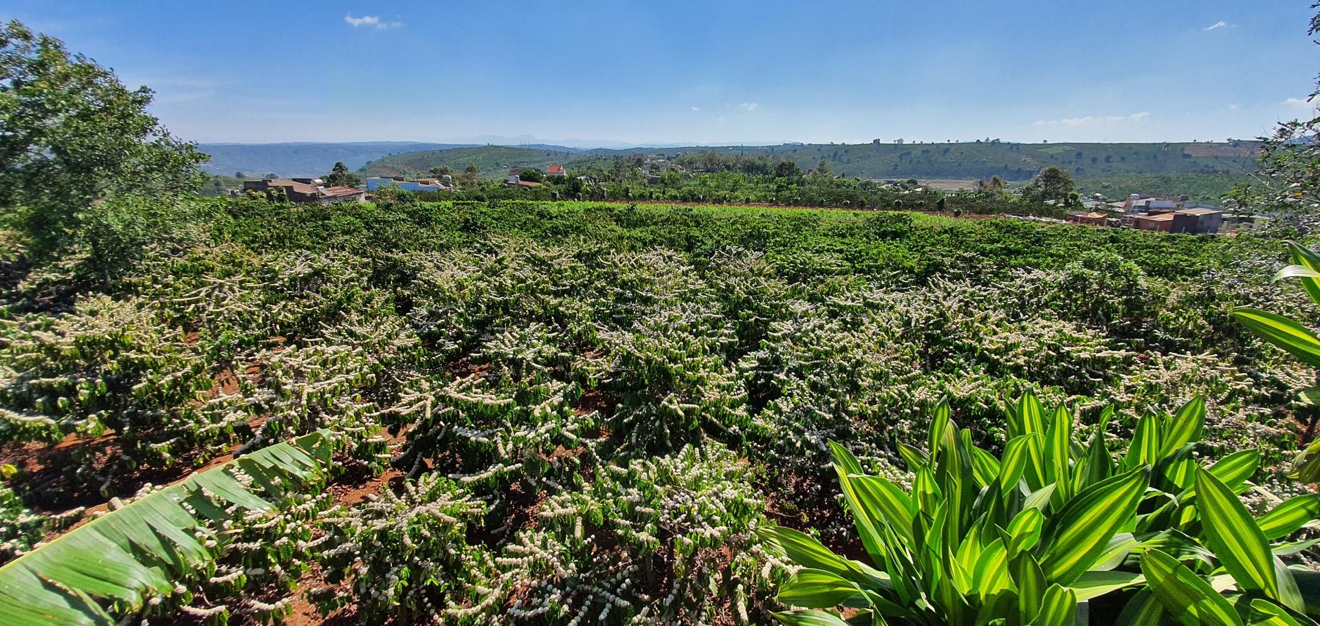 Sustainable Coffee Landscapes