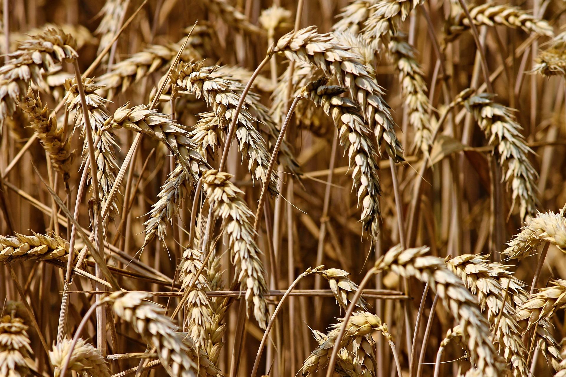 Wheat