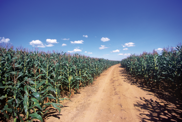 Partnership between & Green Fund and FS to develop deforestation-free corn chain in Mato Grosso