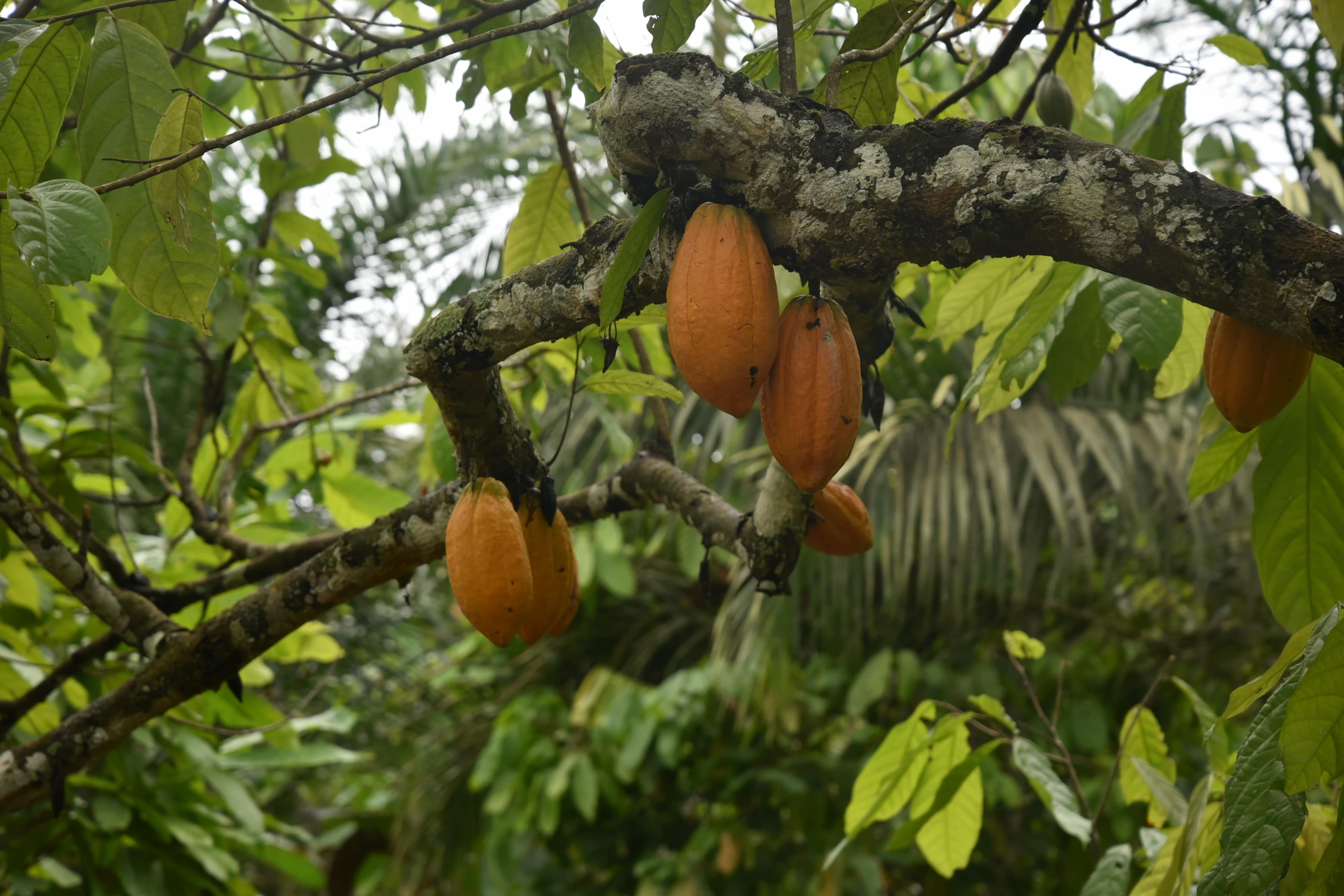 Joint Framework for Action – Roadmap to Deforestation-free Cocoa