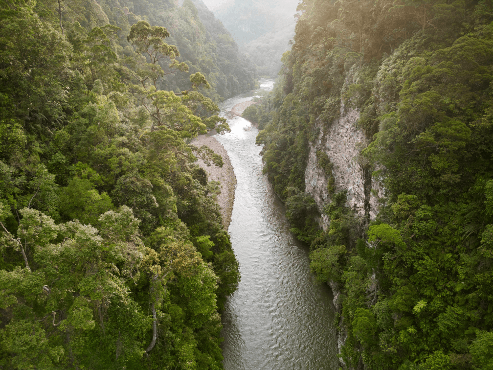Lobu Tayas Forest