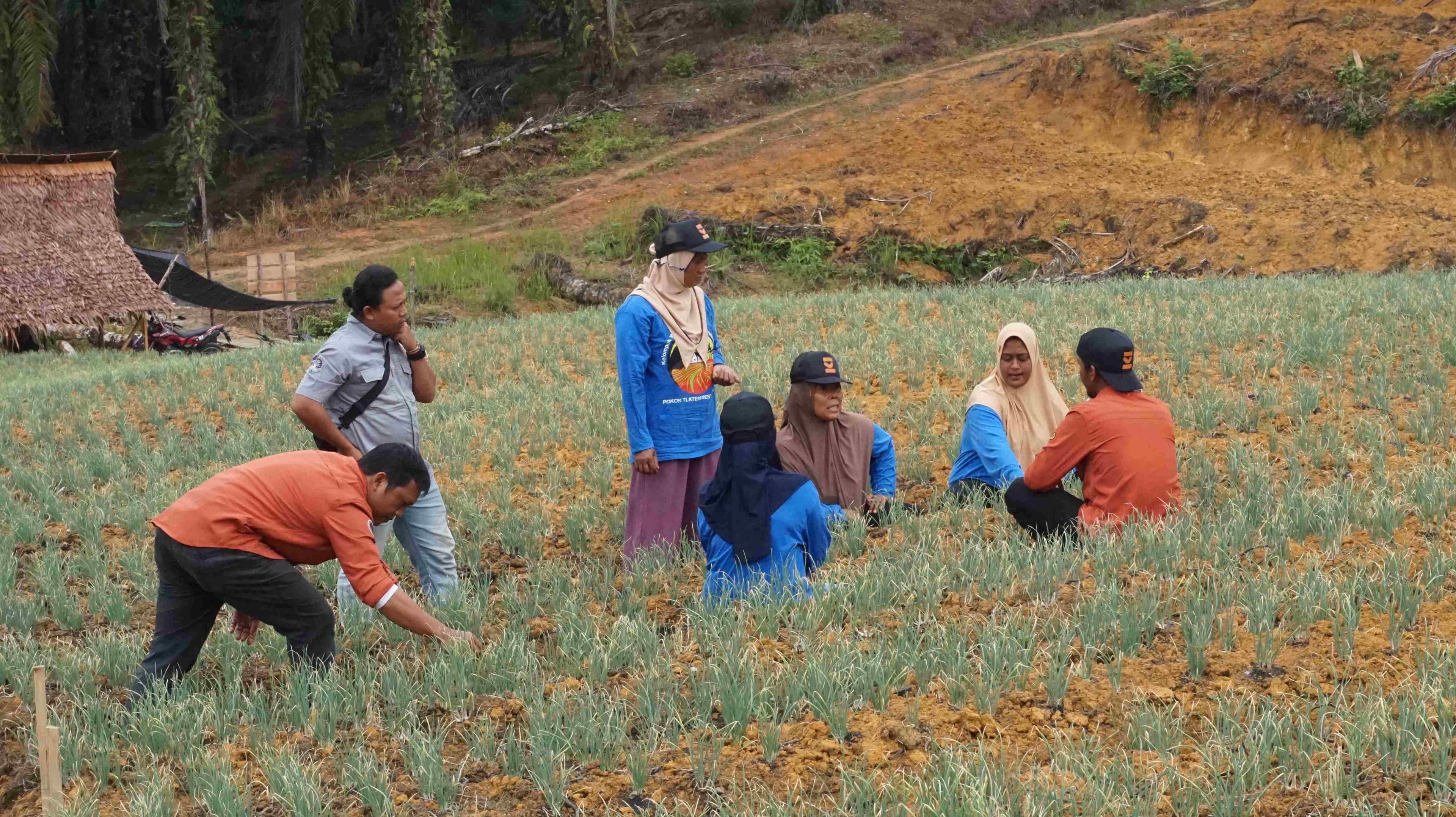 Aceh Landscape