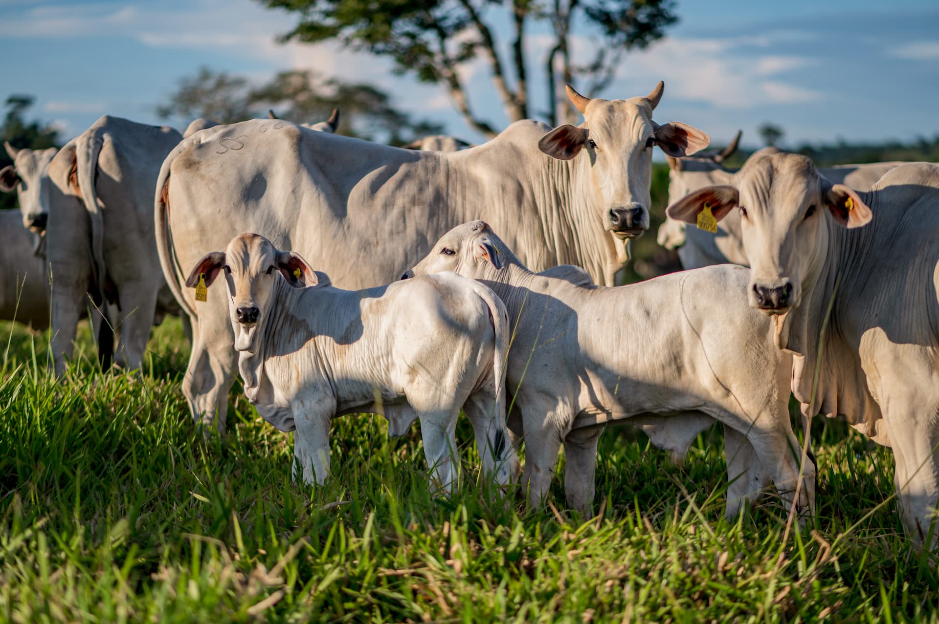 Carrefour Brazil and IDH achieves the “impossible”: 100% traceable beef