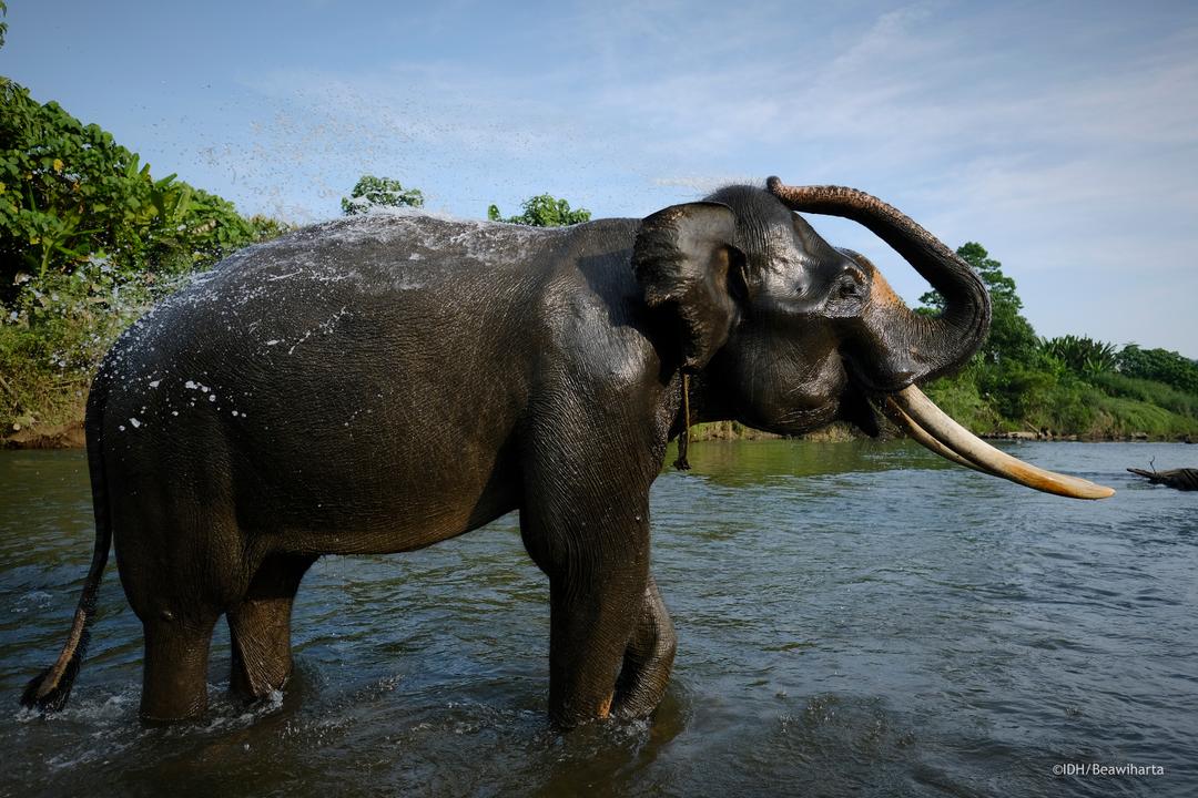 Leuser Ecosystem